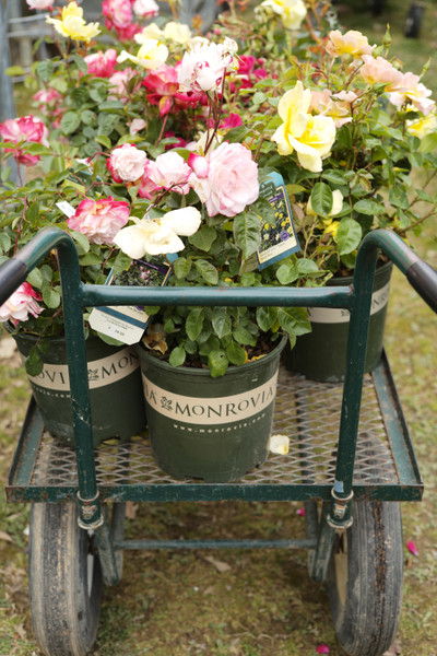 keep plants beautiful all summer long 