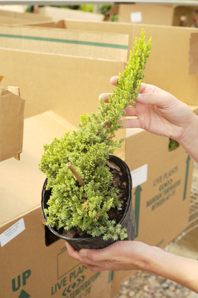 ​New Kids on the Block, or Should We Say New Shrubs on the Blog