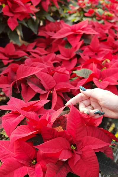 Poinsettia