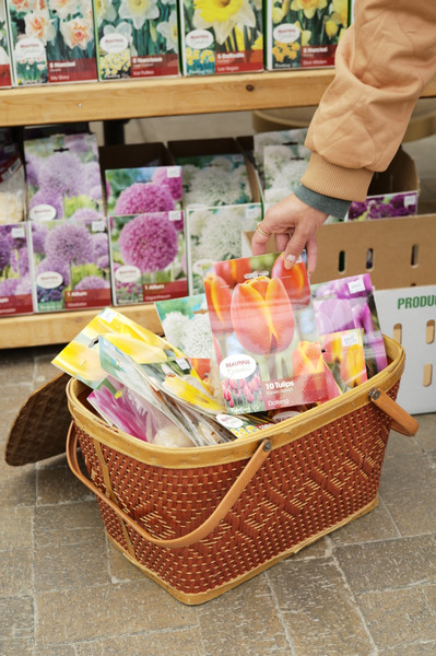 Fall Bulb Planting Guide