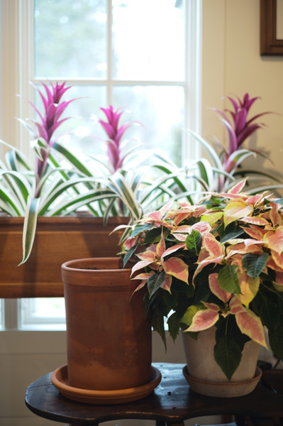 Jessie's Holiday Home