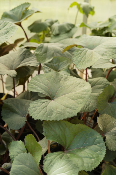 Ligularia