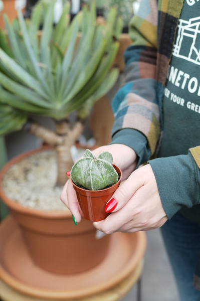 Astrophytum myriostigma (Bishop's Cap Cactus)