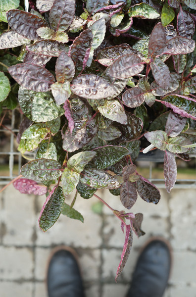 Waffle Plant