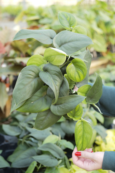 Scindapsus Jade Satin