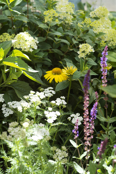 ​Top 10 Pollinator Plants Picks for Summer Blooms in the Perennial Garden