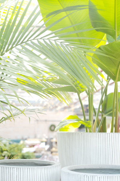 Your Ultimate Indoor Plant Care Resource