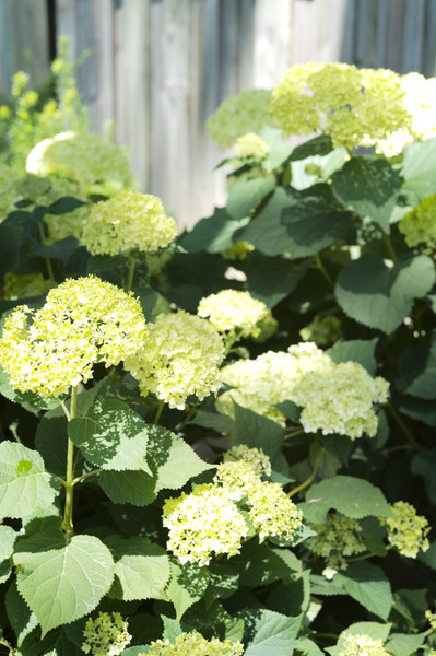 Hydrangea