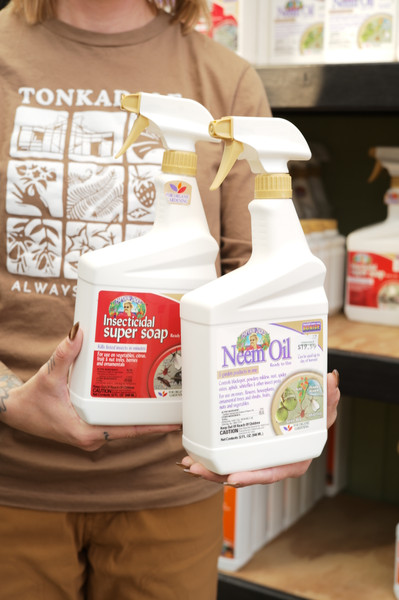 Insect Pests of Indoor Plants & Solutions