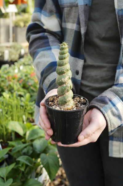 Unicorn Cactus