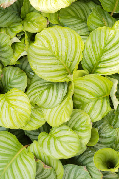 Calathea Orbifolia