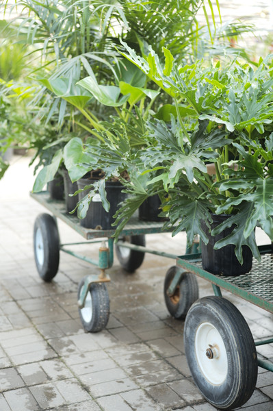 How to Transition Houseplants Indoors for the Season