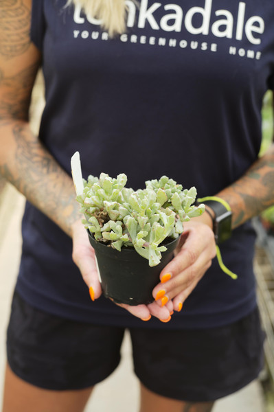 A Sneak Peek at our Succulent Guide