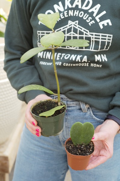 Hoya Kerrii