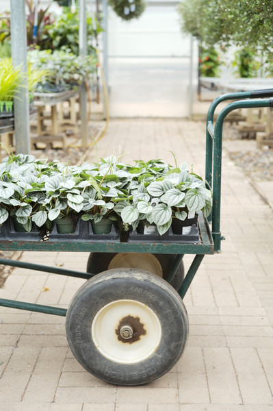 Podcast Episode 5: Planty Content and Educational Resources