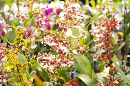 The Orchid Collection at Tonkadale