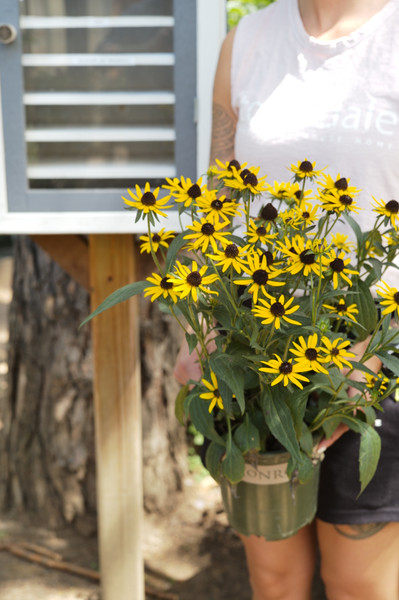 Rudbeckia