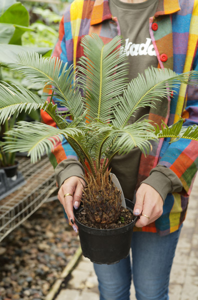 Sago Palm