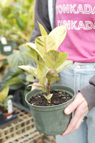 Ficus elastica Shivereana