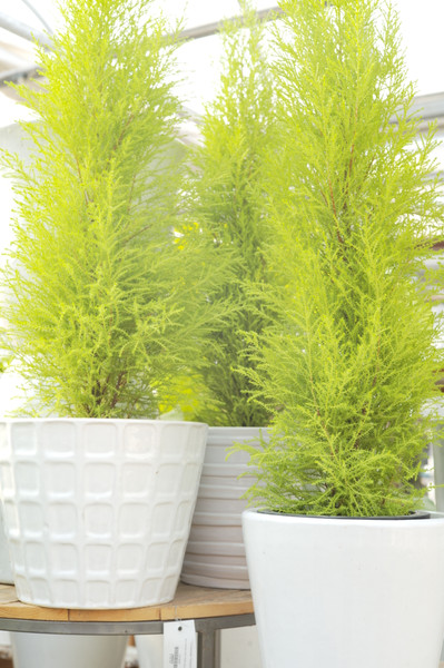 Lemon Cypress