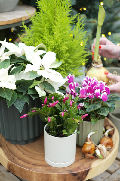 Ho Ho Ho-liday Houseplants