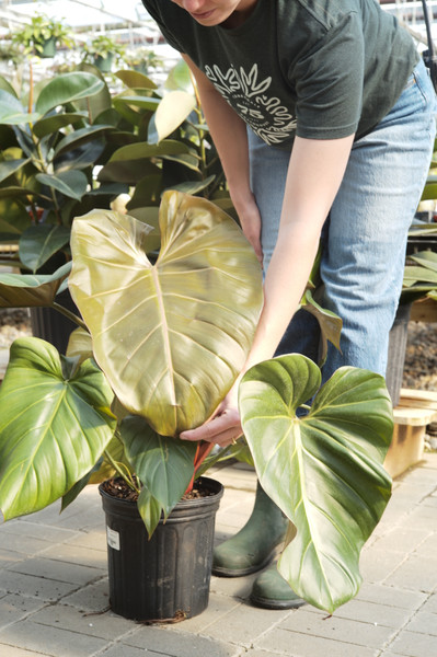 Philodendron Summer Glory