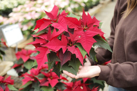Pointers for Poinsettias