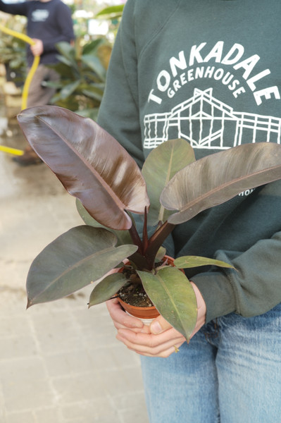 Philodendron Black Cardinal