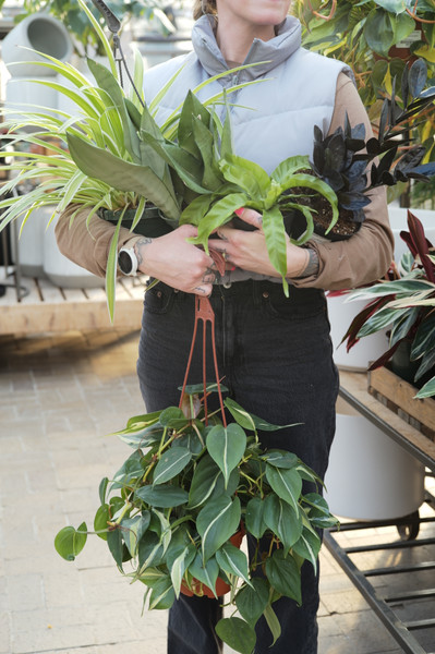 Best Indoor Plant Picks for 2025