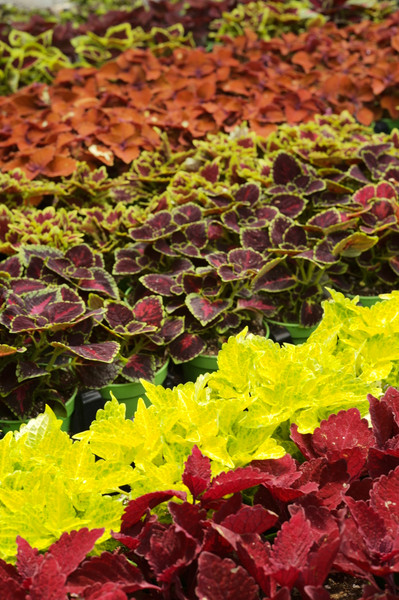 Garden Mistakes You Didn't Know You Were Making