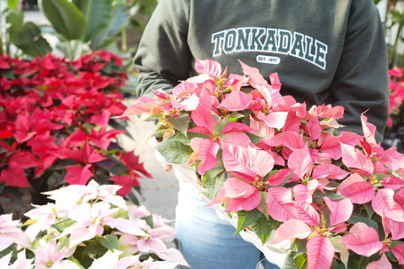 Holiday Houseplants How-To