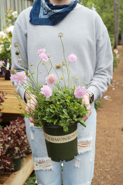 Scabiosa