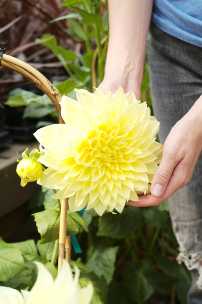 Lifting Summer Bulbs for Winter Storage