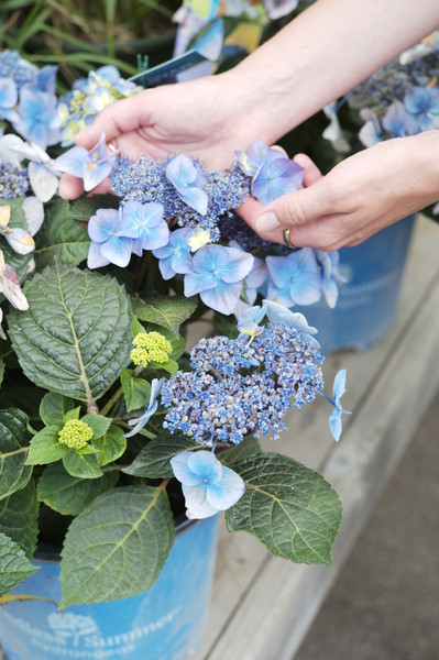 Your Ultimate Hydrangea Guide
