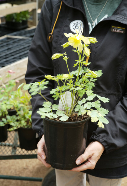 Aquilegia 