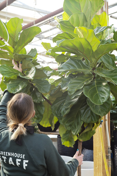 Fiddle Leaf Fig