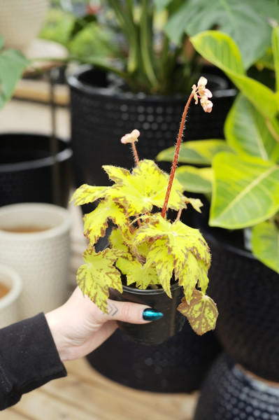 Begonia Geometry