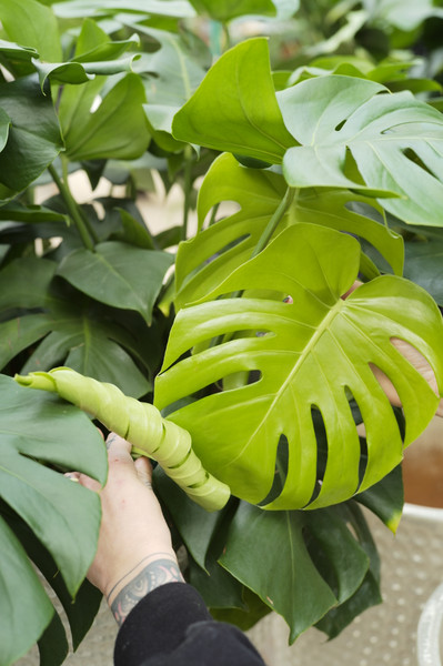 Monstera deliciosa