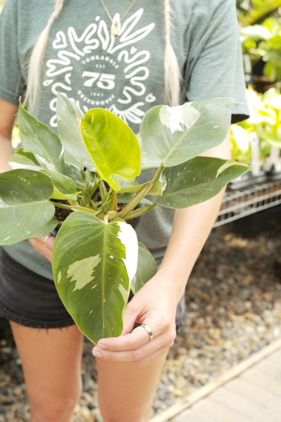 Philodendron 'White Princess'