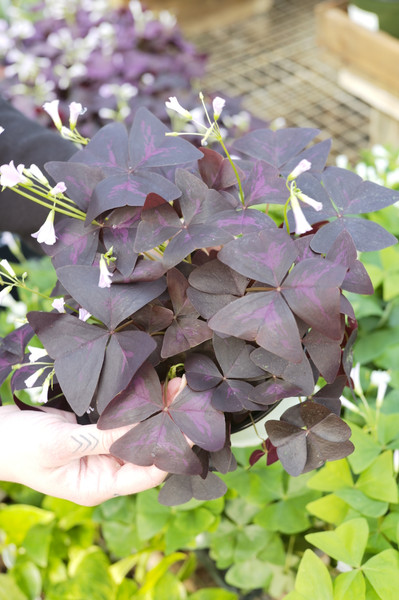 Oxalis and Shamrocks
