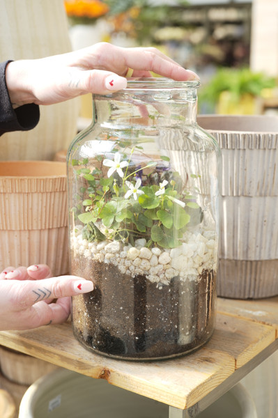 How to Build a Terrarium