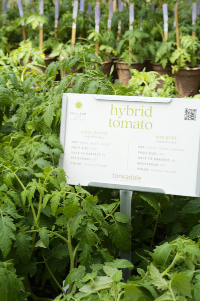 Tomato Varieties at Tonkadale