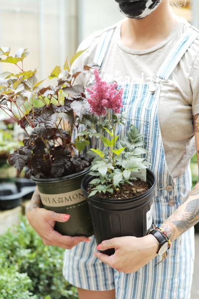 ​Texture and Color in the Shade Garden