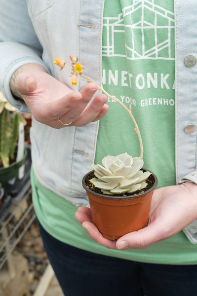 Echeveria Lola