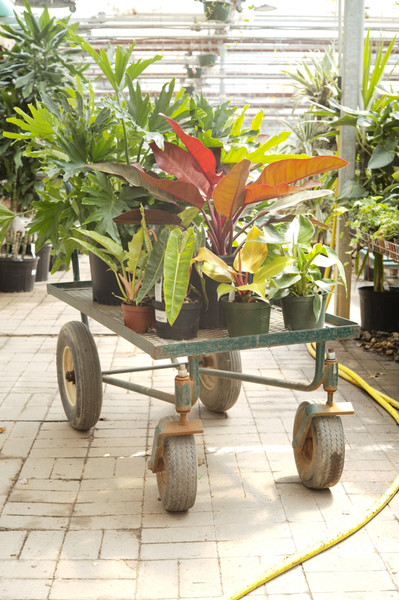 Meet the Philodendrons