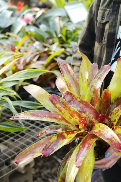 Neoregelia Gazpacho