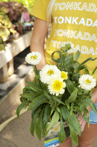 Leucanthemum