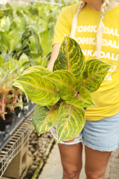 Aglaonema ‘Papaya'