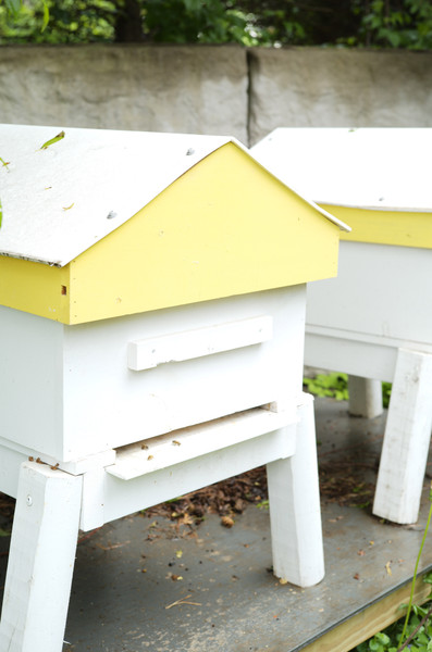 Tonkadale Hosts Honeybees (and Harry Styles has a new album)