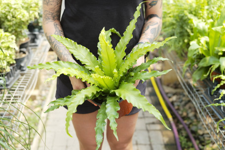 underrated indoor plants & why we love them